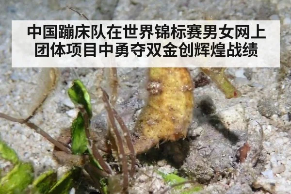 中国蹦床队在世界锦标赛男女网上团体项目中勇夺双金创辉煌战绩